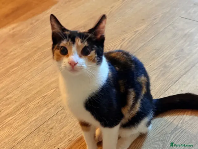 Mixed Breed cats for sale: Beautiful Calico Cat Ready for a Home - Advert 12