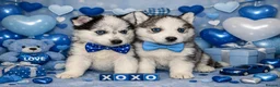 Siberian Husky dogs for sale: 3 Stunning Siberian Husky boys with blue eyes 😍 - Advert 2