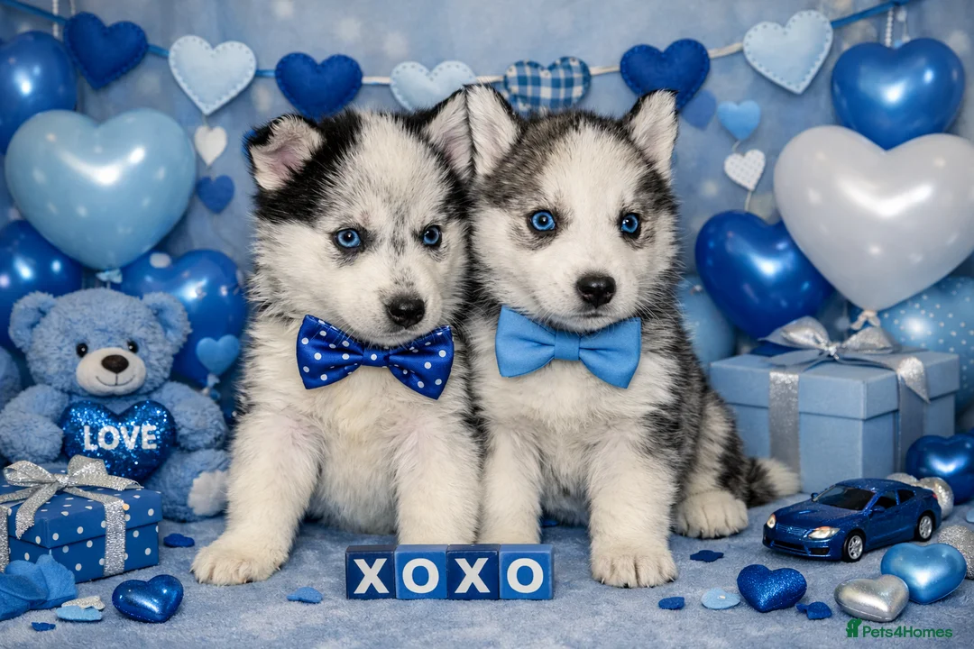 Siberian Husky dogs for sale: 3 Stunning Siberian Husky boys with blue eyes 😍 - Advert 2