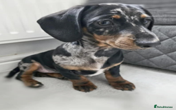 Miniature Dachshund dogs for stud: Miniature dachshund for stud - Image 1