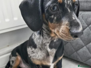 Miniature Dachshund dogs - Advert 1