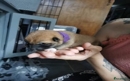 Japanese Shiba Inu dogs for sale: 1 KC Shiba inu girl left.  - Image 13