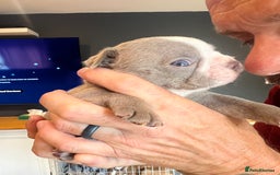 Boston Terrier dogs for sale: Boston terrier puppies - Image 29