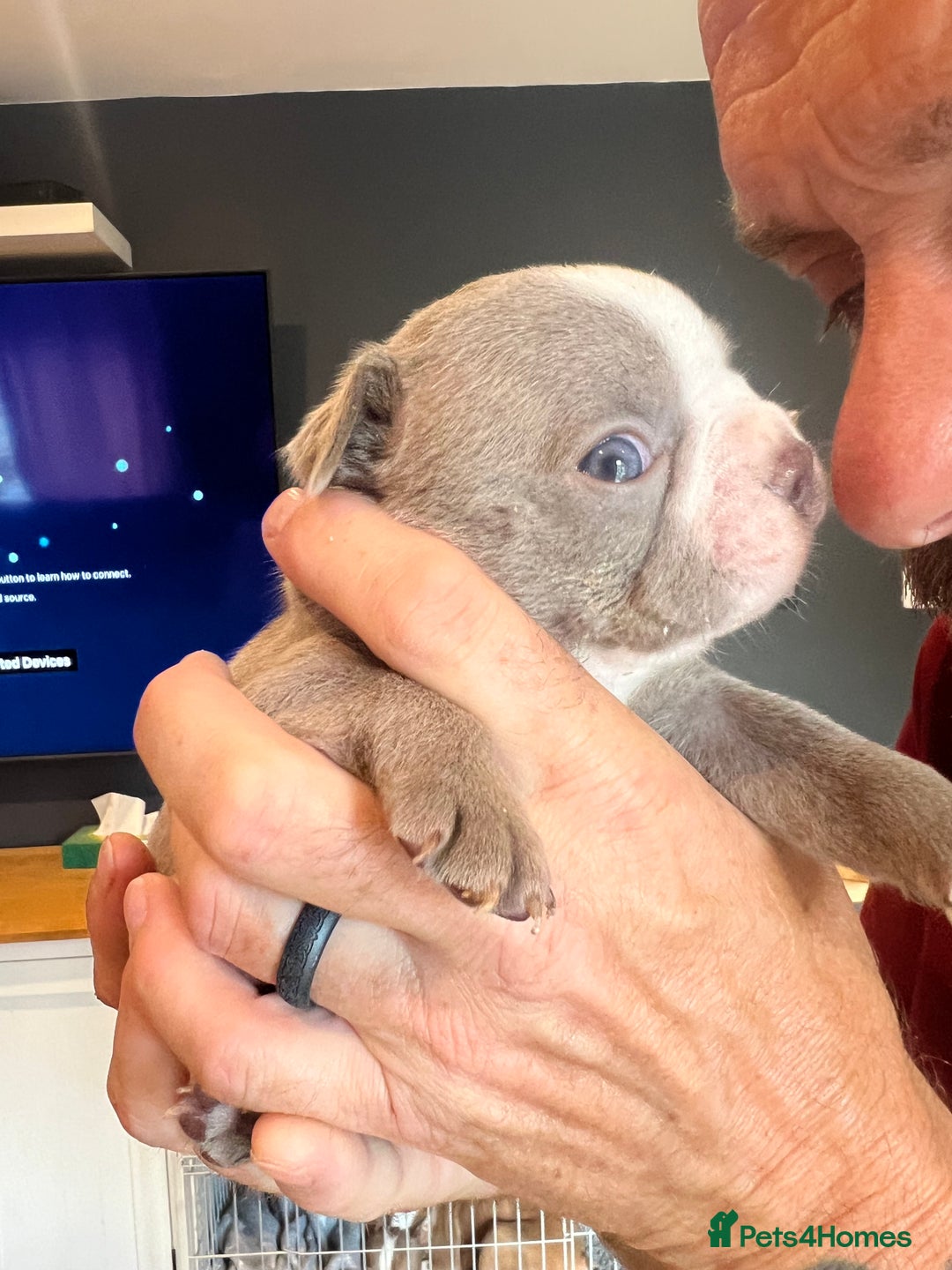 Boston Terrier dogs for sale: Boston terrier puppies - Image 29