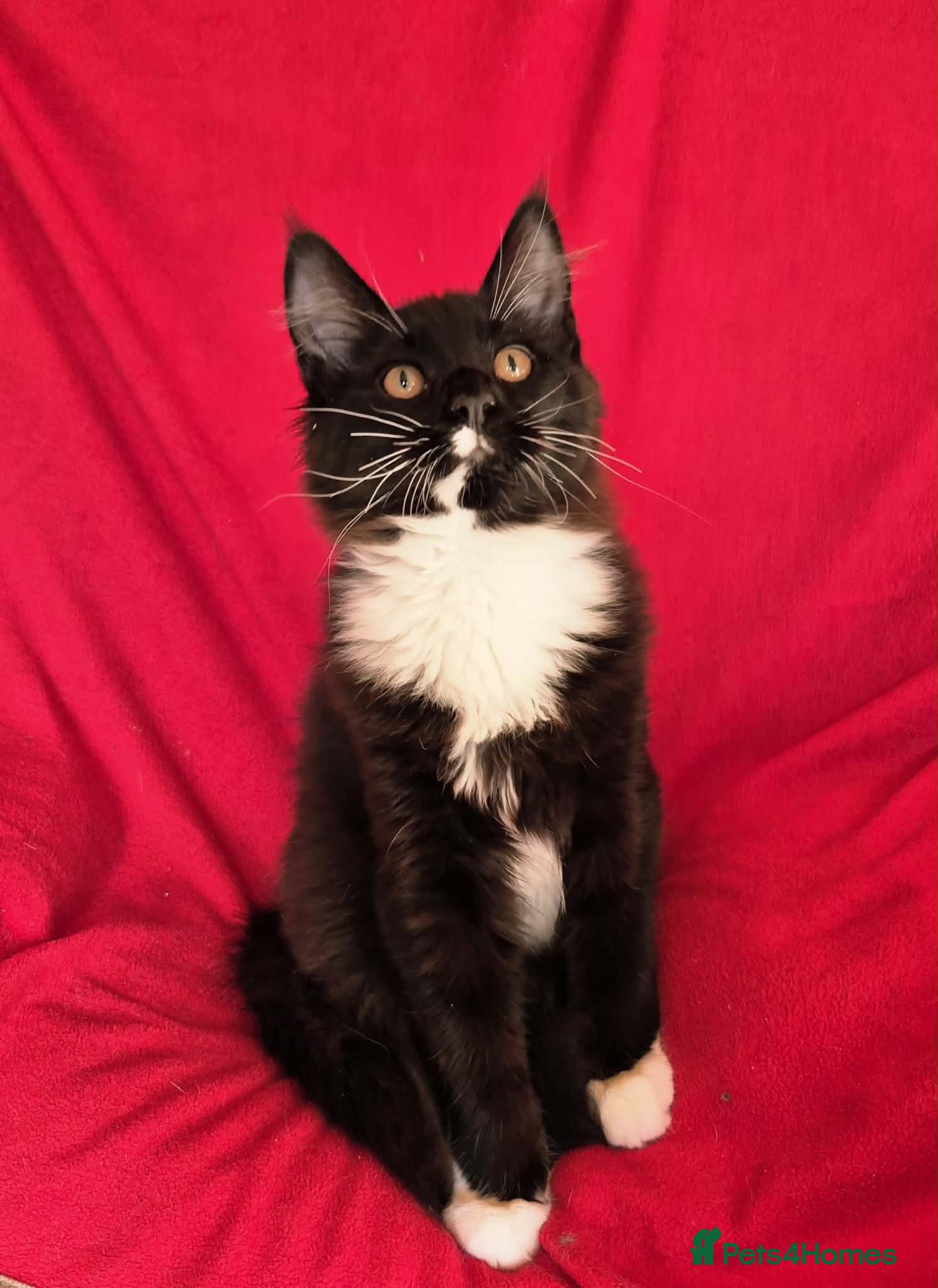 Maine Coon cats Ready Now,  BIG Maine Coon Boys - Advert 1