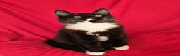 Maine Coon cats for sale: Ready Now,  BIG Maine Coon Boys - Advert 12
