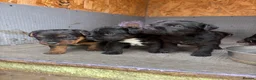 Patterdale Terrier dogs for sale: 🔥🔥ROSIE & BOBS LITTER🔥🔥 in Liverpool - Advert 28