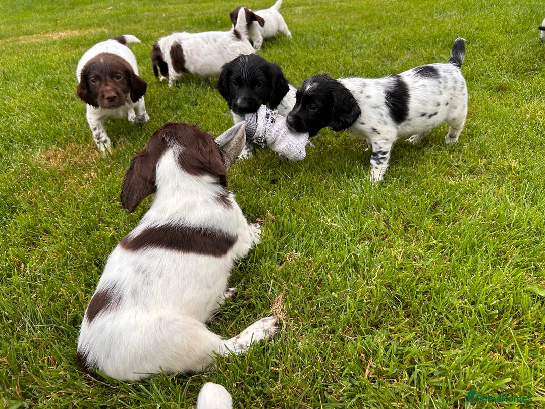 English Springer Spaniel dogs for sale: **8 LEFT! STUNNING KC REG SPRINGER SPANIEL PUPPIES - Image 6