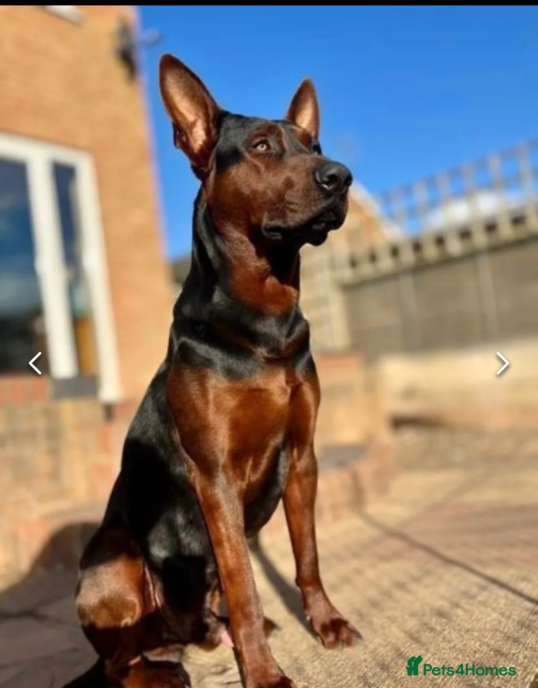 Chinese Red Dog dogs for sale: Rehome two Chinese Red Dogs Together - Advert 1