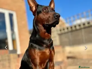 Chinese Red Dog dogs Rehome two Chinese Red Dogs Together - Advert 13