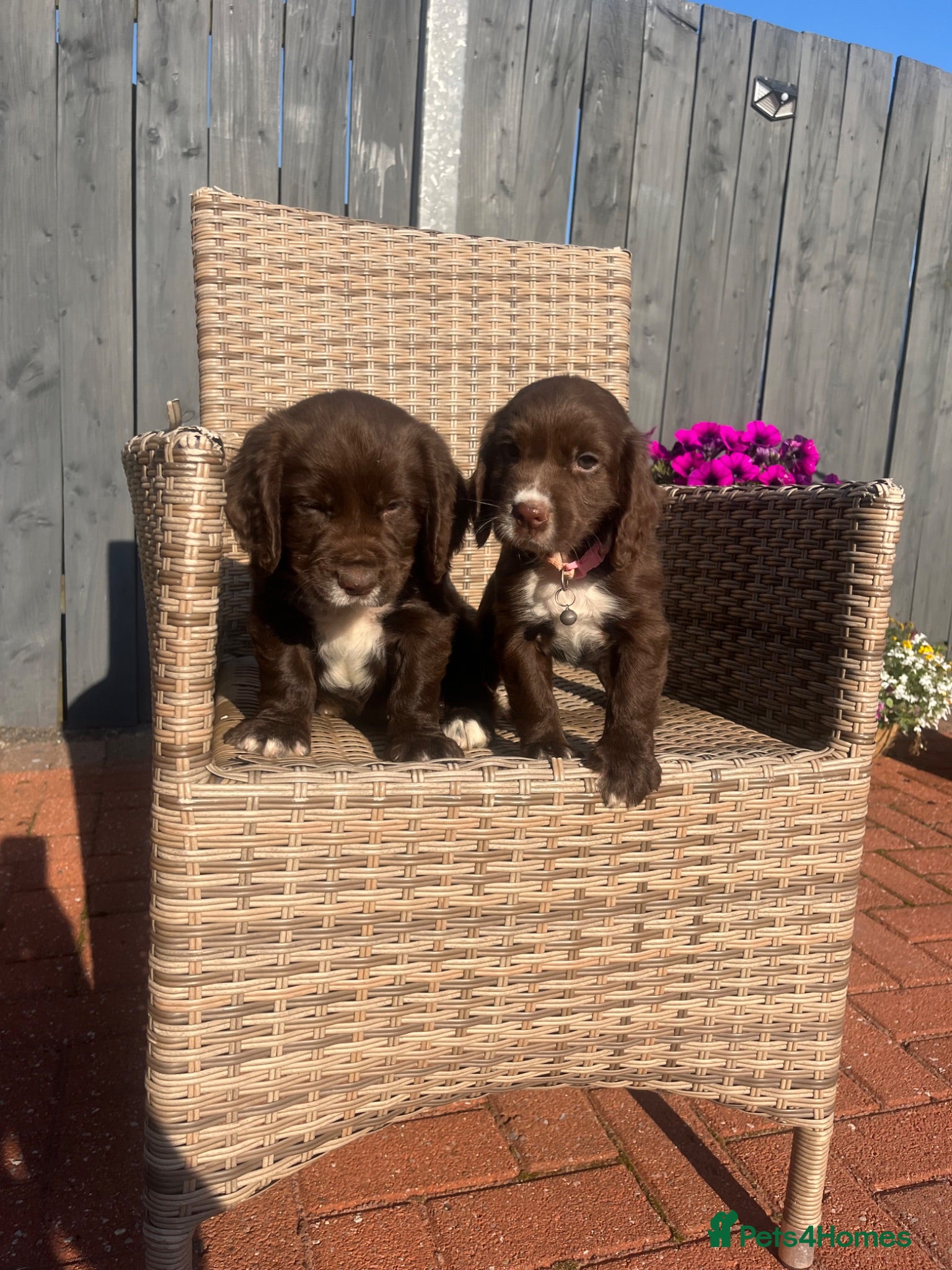 Cocker Spaniel dogs Chocolate cocker spaniel - Advert 18