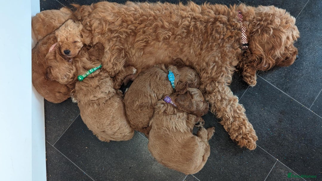 Cavapoo dogs for sale: Cavapoo Puppies for Sale F1B £950 - Image 12