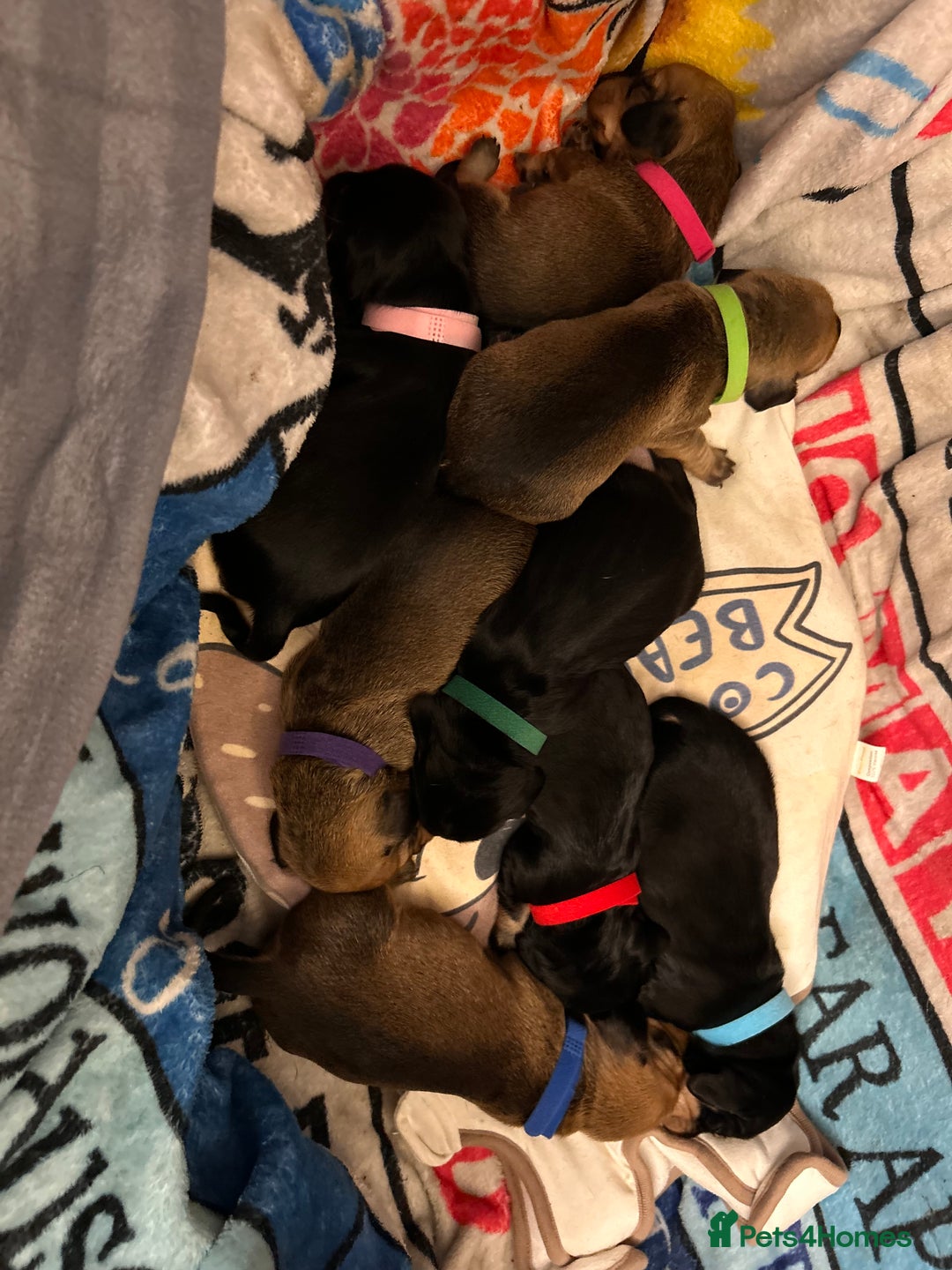 Dachshund dogs for sale: Litter of 8 beautiful dachshund puppies🩵🩷 - Advert 3