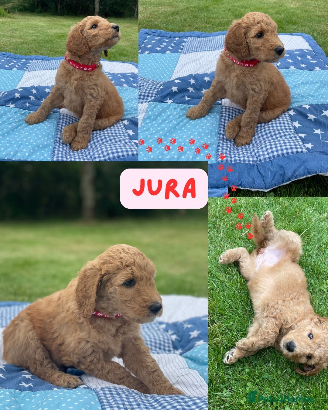 Australian Labradoodle dogs for sale: Australian Labradoodle puppies  - Image 29