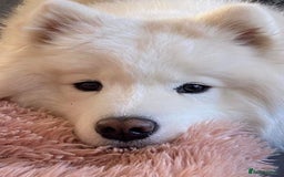 Samoyed dogs for sale: Samoyed puppies - gorgeous white bundle of joy! - Advert 4