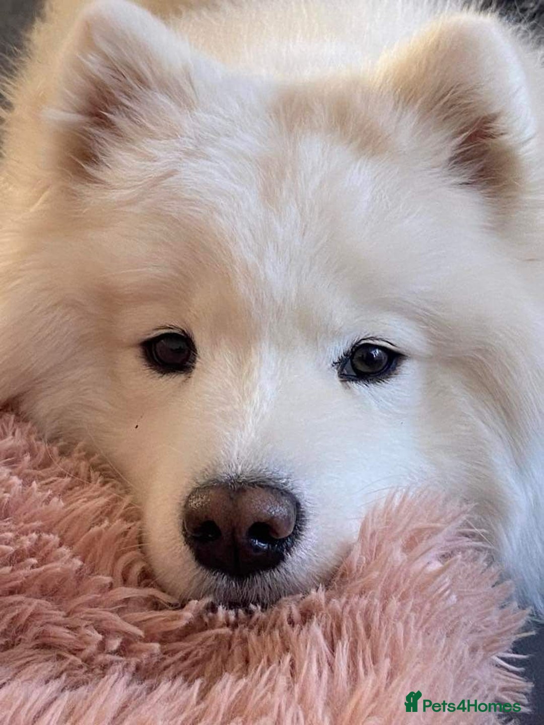 Samoyed dogs for sale: Samoyed puppies - gorgeous white bundle of joy! - Advert 4