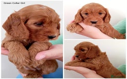 Cockapoo dogs for sale: Stunning F1 Red Miniature - Health Tested Parents - Image 5