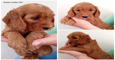 Cockapoo dogs - Advert 7