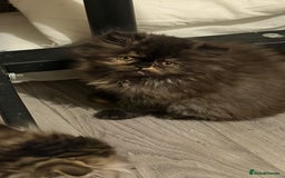 Persian cats for sale: Luxury Persian Kittens -  - Image 4