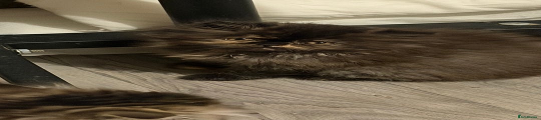 Persian - Lady Clancy 