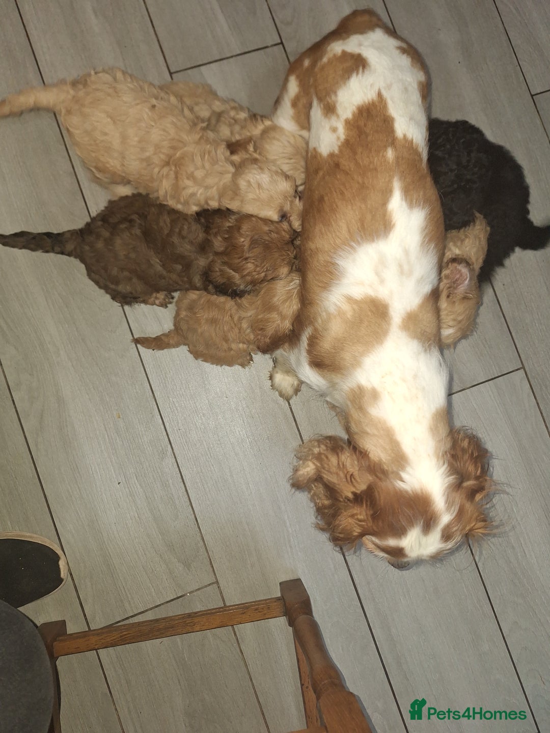 Cavapoo dogs for sale: CAVAPOO PUPPIES - Image 21
