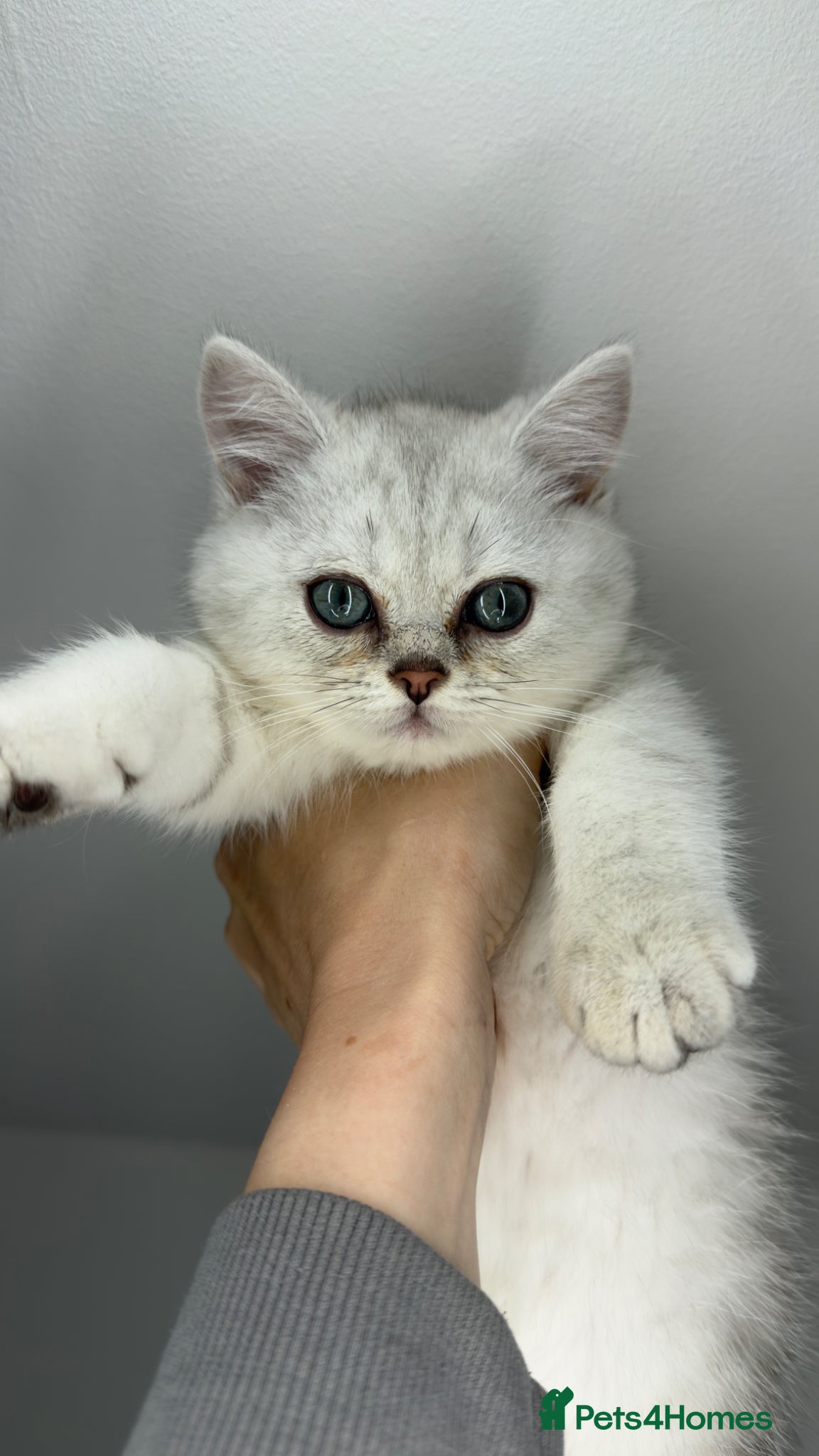Scottish Fold cats for sale: Scottish straight male - Advert 1