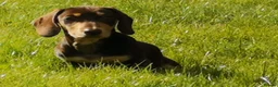 Miniature Dachshund dogs for stud: Harley (kleinartemis Apollo) KC NAME in Glasgow - Advert 4