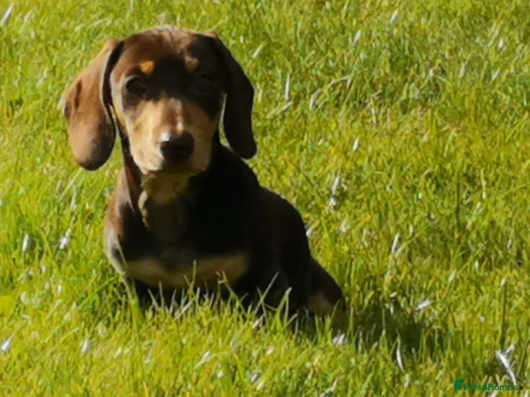 Miniature Dachshund dogs for stud: Harley (kleinartemis Apollo) KC NAME in Glasgow - Advert 4