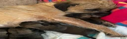 Border Terrier dogs for sale: Beautiful slem clear border terrier puppies  - Advert 4