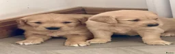 Golden Retriever dogs for sale: Kennel club registered beautiful litter of puppies - Advert 2