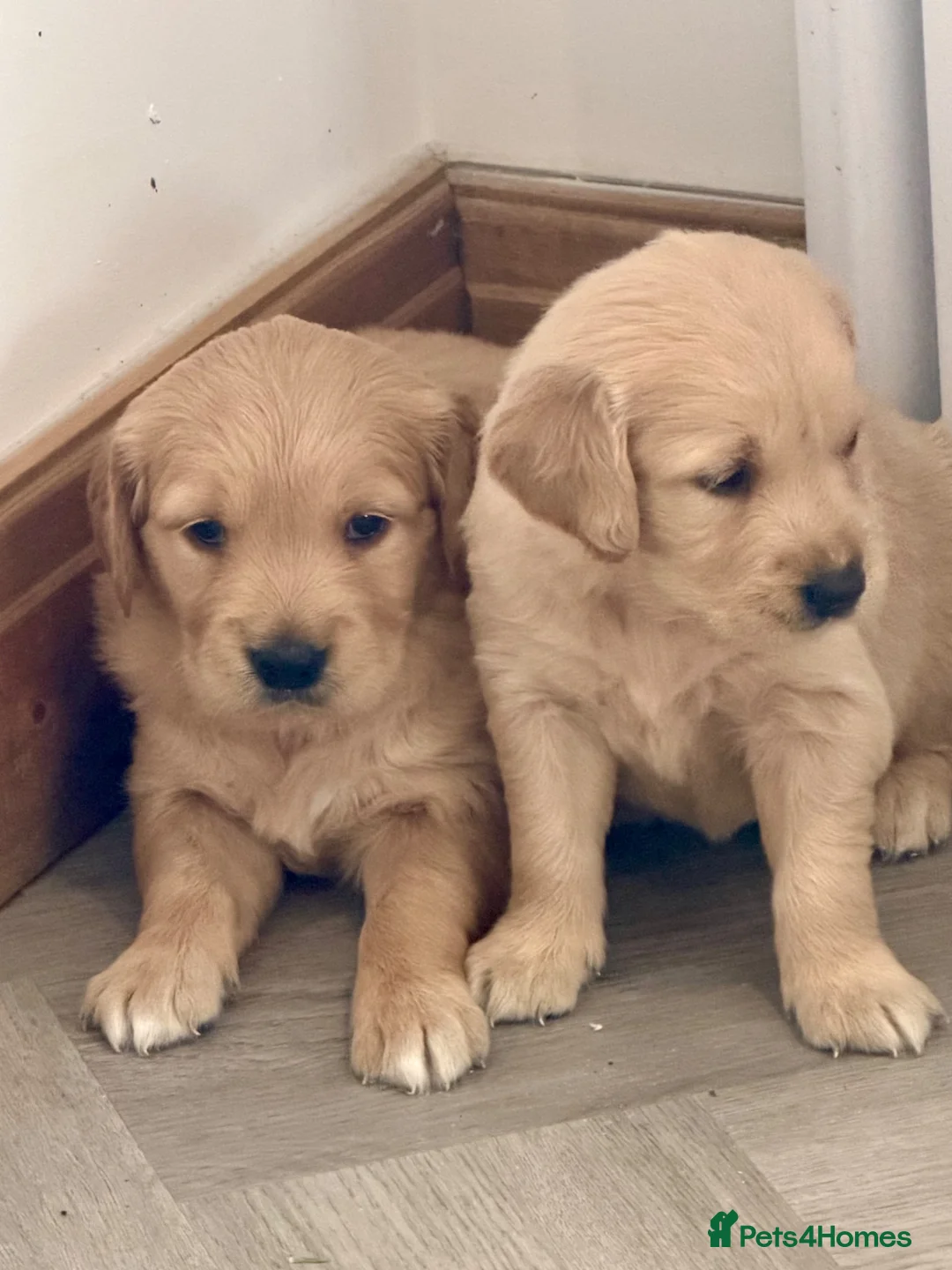 Golden Retriever dogs for sale: Kennel club registered beautiful litter of puppies - Advert 2