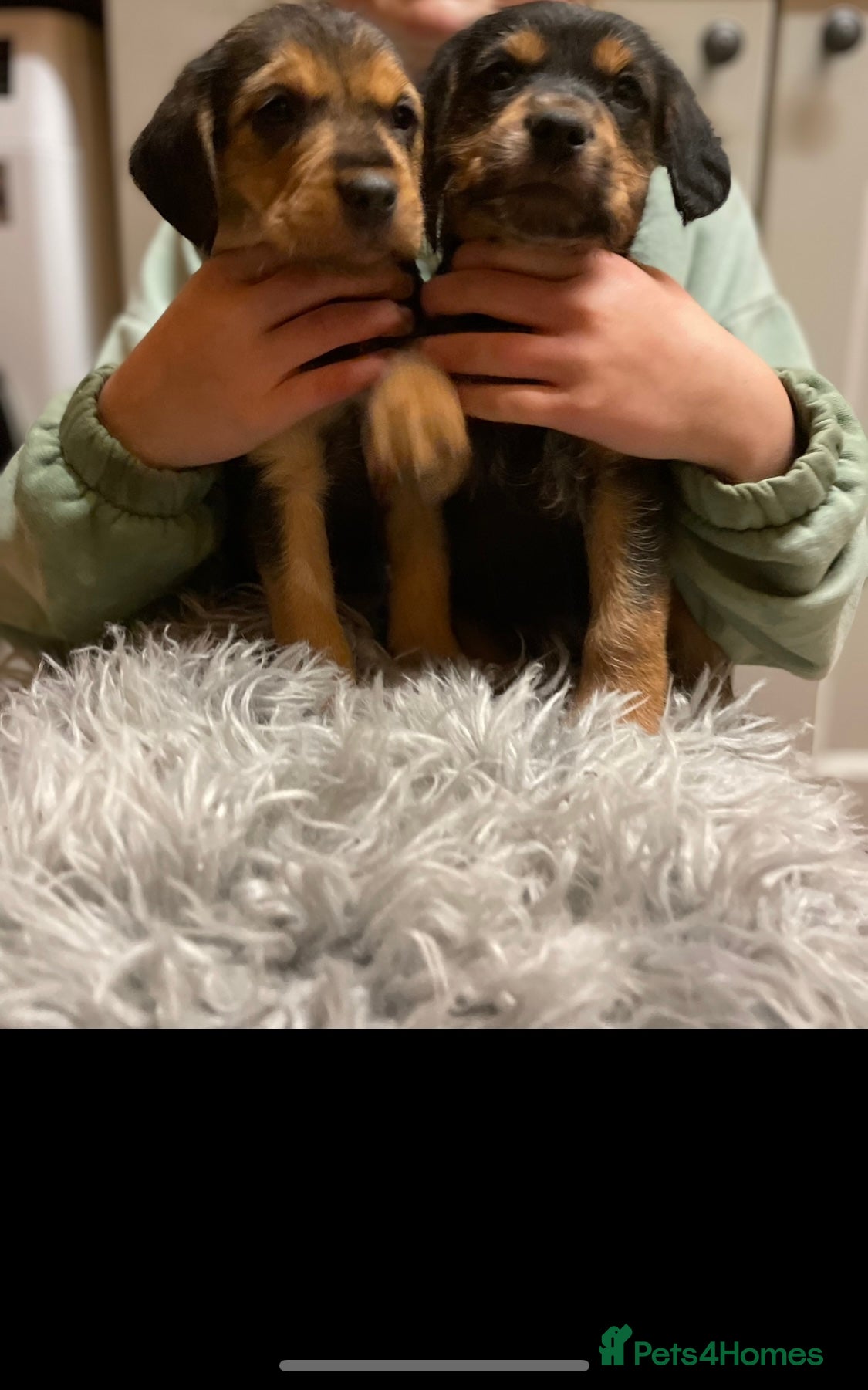 Mixed Breed dogs Beautiful Border Terrier X Show cocker spaniels  - Advert 18