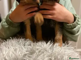 Mixed Breed dogs Beautiful Border Terrier X Show cocker spaniels - Advert 18