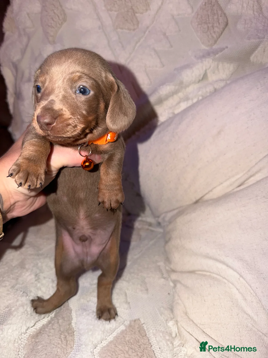 Dachshund dogs for sale: Beautiful dachshund puppies  - Advert 2