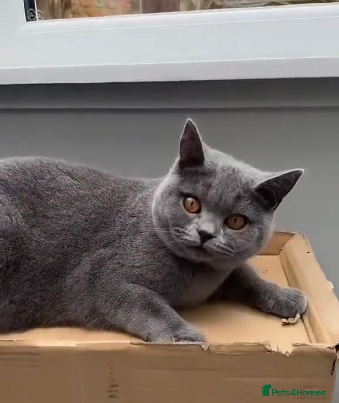 British Shorthair cats for sale: Beautiful Blue British Shorthair female cat QUEEN - Image 13