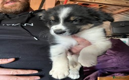 Mixed Breed dogs for sale: Collie x huntaway - Image 6