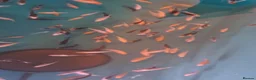 Koi Carp fish for sale: Koi fry 1-6 inch - Advert 3