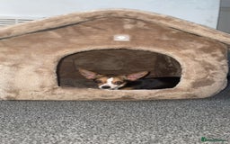 Chihuahua dogs for sale: Female Chihuahua (9 months old) - Image 1