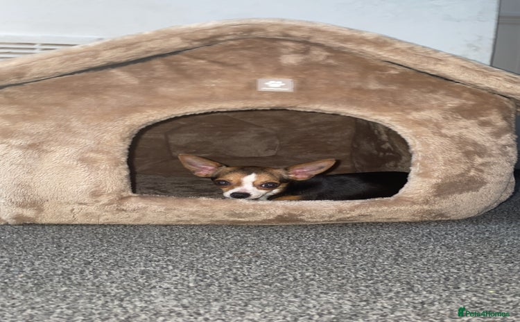 Chihuahua dogs - Advert 2