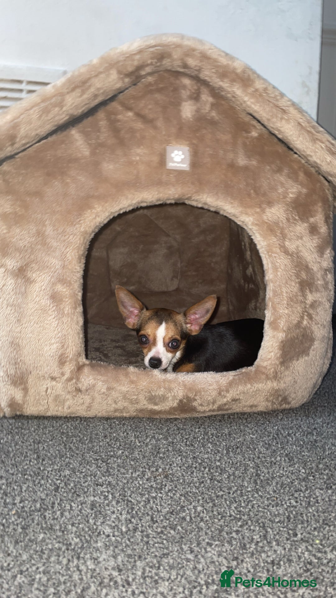 Chihuahua dogs for sale: Female Chihuahua (9 months old) - Image 1