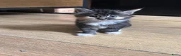 Mixed Breed cats for sale: 5 little kittens ready for loving homes  in Stanford-le-Hope - Advert 7