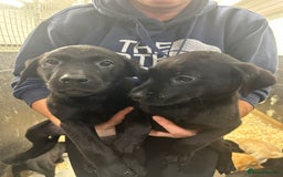 Labrador Retriever dogs for sale: Labrador puppies  - Advert 2