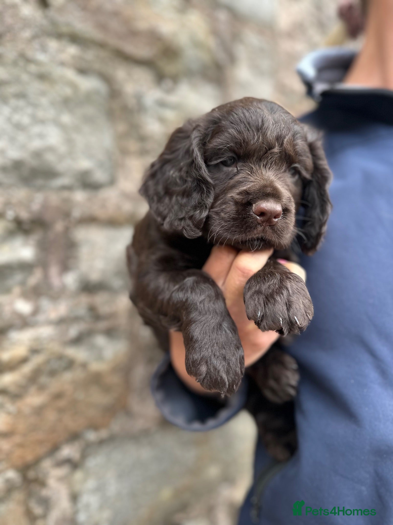 Cocker Spaniel dogs Fabulous working cocker spaniel - Advert 2