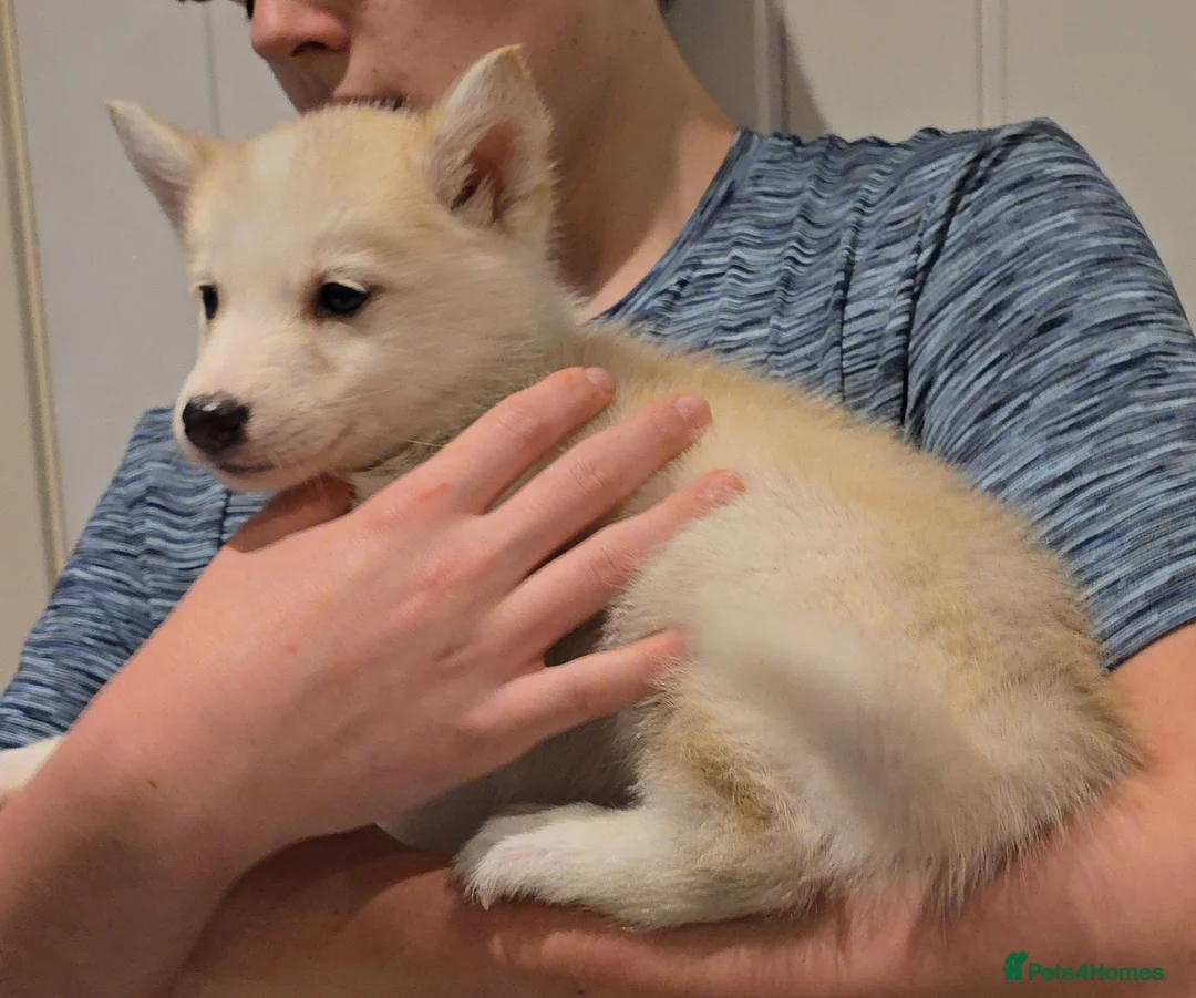 Siberian Husky dogs for sale: Ready Now last 2 girls left in litter - Advert 21