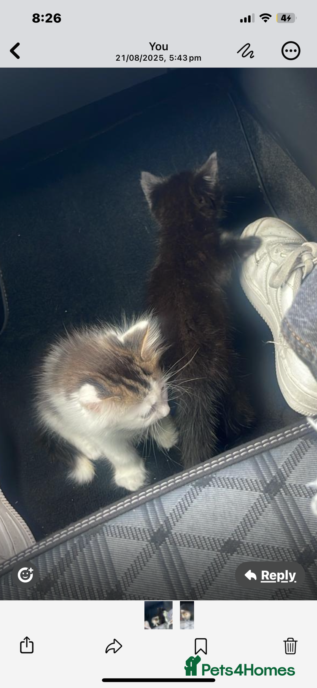 Mixed Breed cats for sale: kittens - Image 2