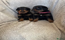 Rottweiler dogs for sale: Beautiful breed Rottweiler puppies  - Image 6