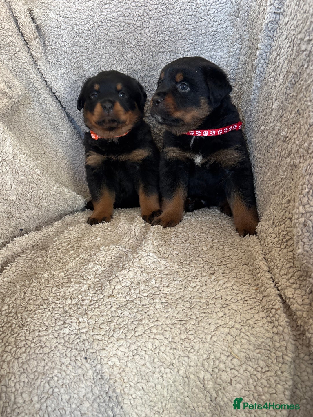 Rottweiler dogs for sale: Beautiful breed Rottweiler puppies  - Image 6