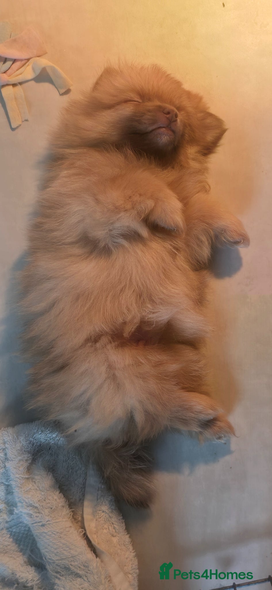 Pomeranian dogs Pomeranian teddyfaced puppies - Advert 2