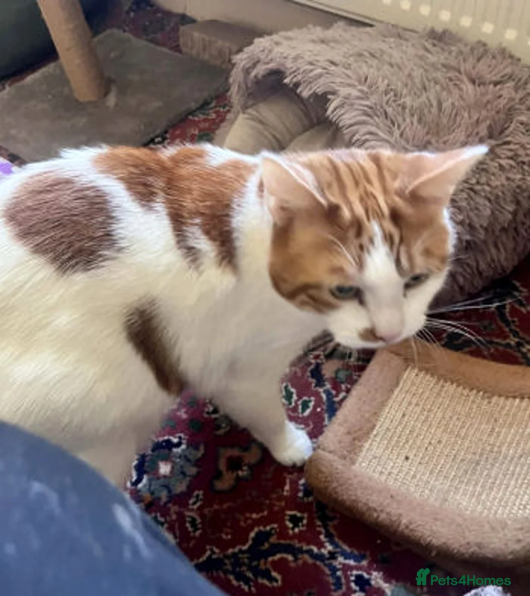 Mixed Breed cats for adoption: SIMBA - Advert 1