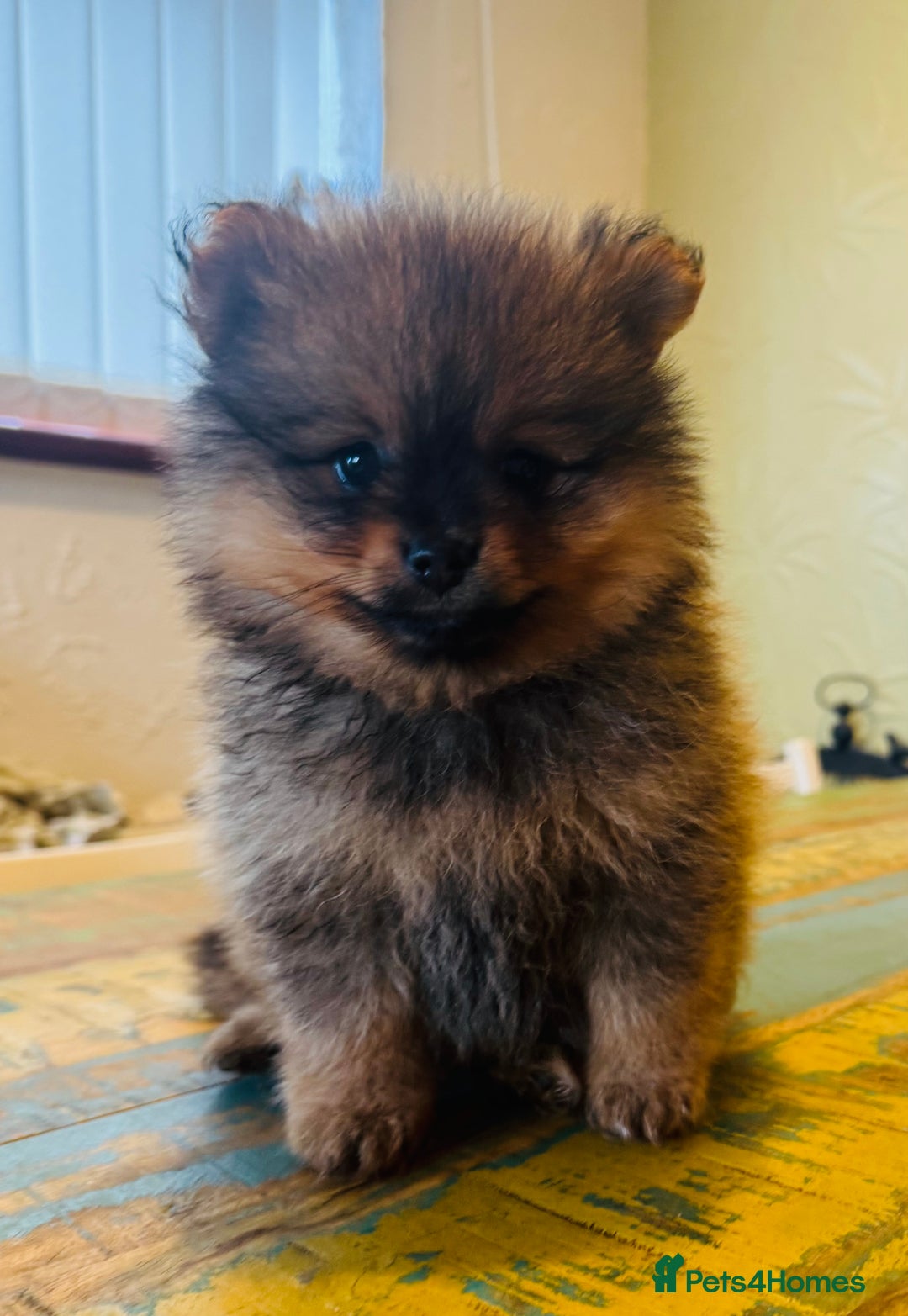 Pomeranian dogs for sale: 2x Gorgeous Pomeranians Boys   - Image 5